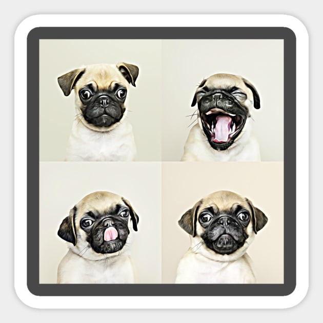 The Four Faces Of Pug Sticker by cameradog